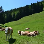 Frühstückspension Chalet Rosaly *